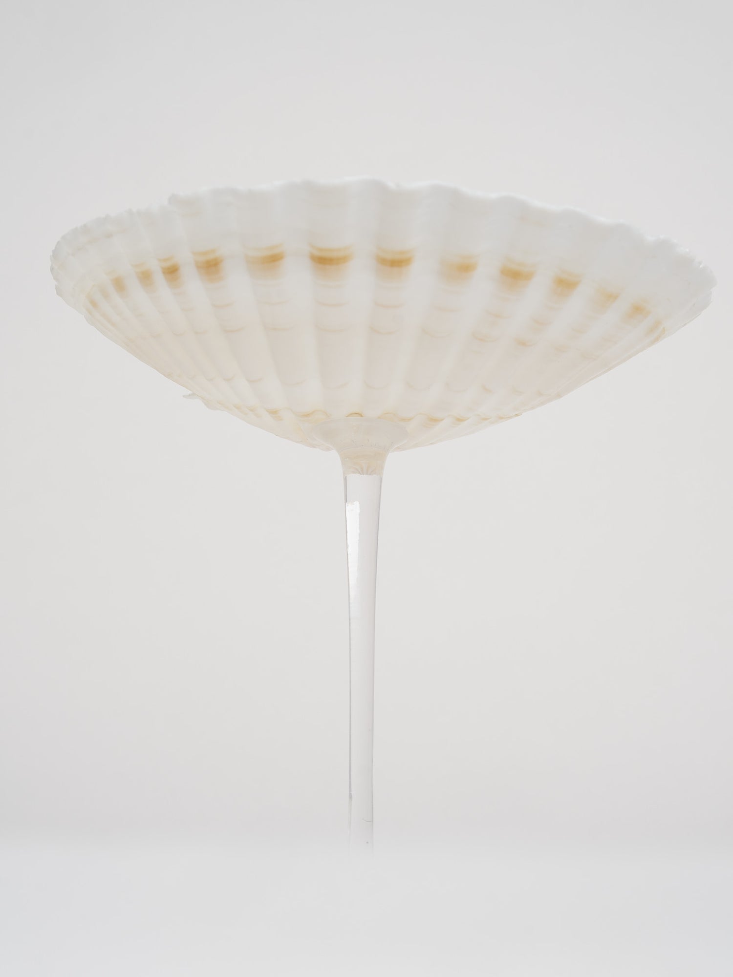 Ariel Scallop glass