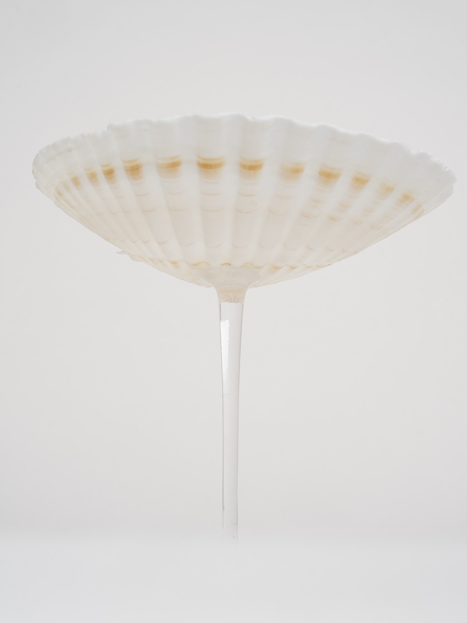 Ariel Scallop glass