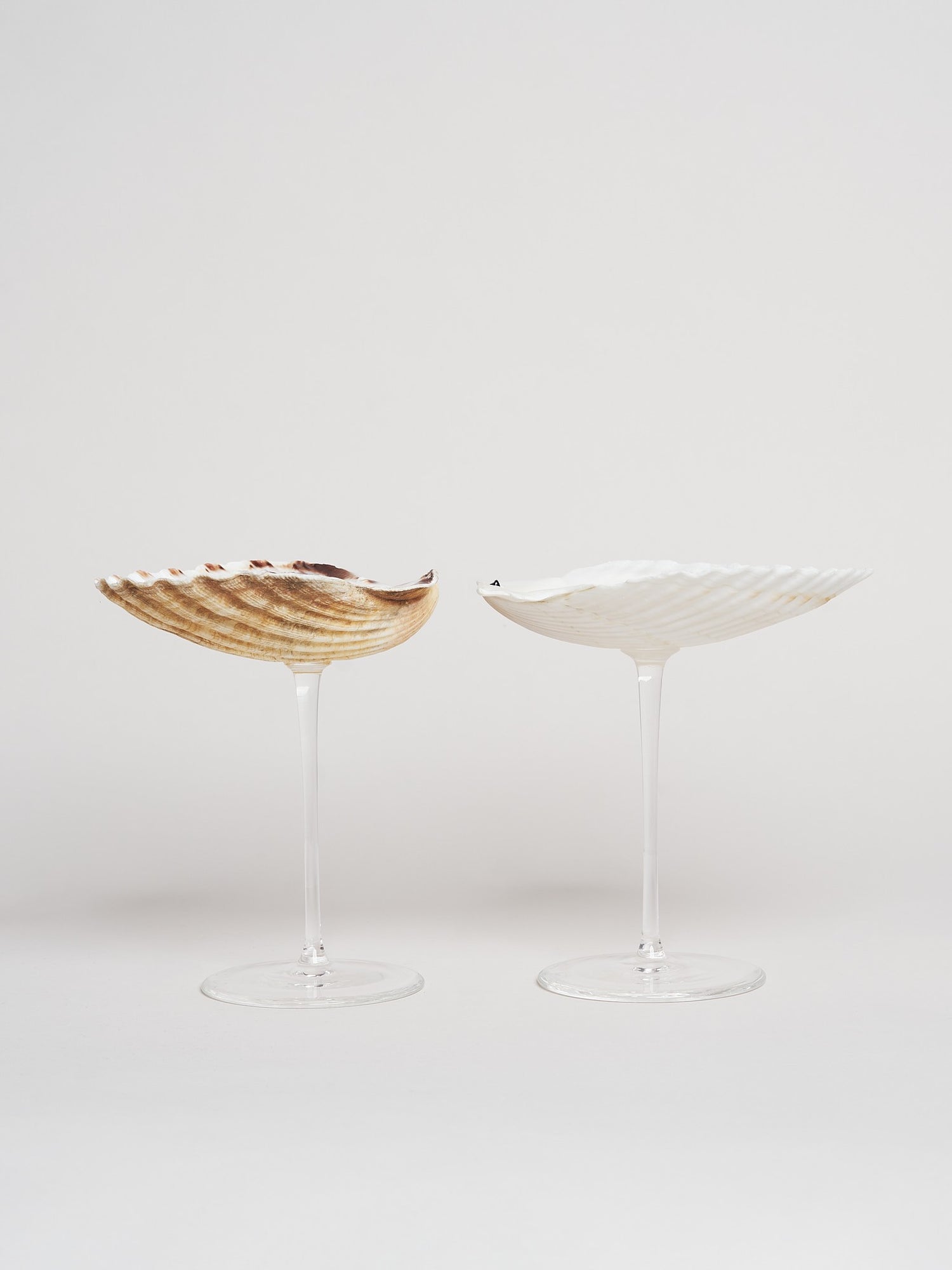 Ariel Scallop glass