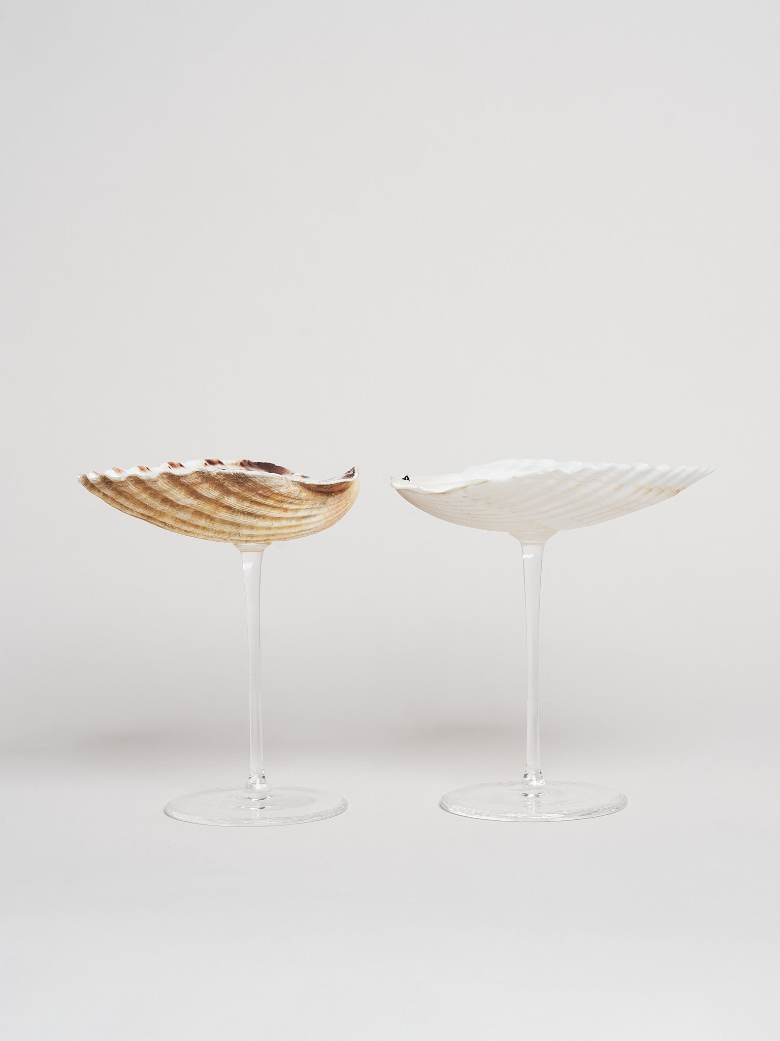 Ariel Scallop glass