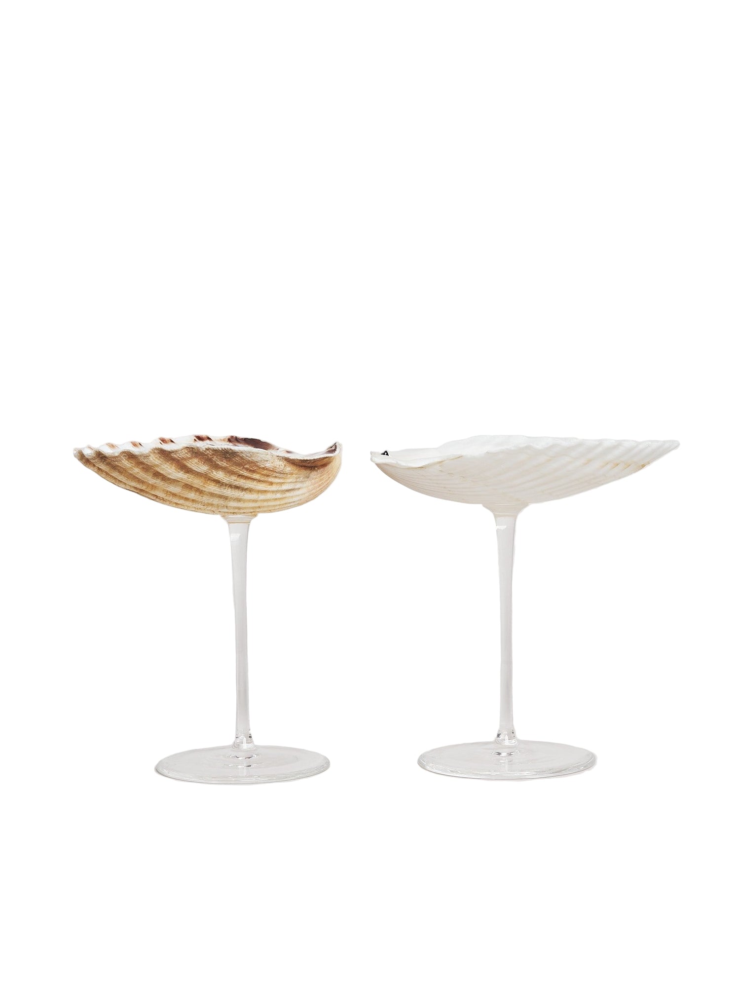 Ariel Scallop glass