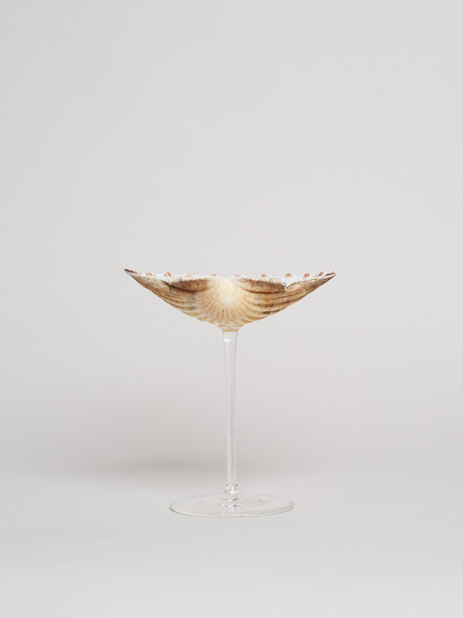 Ariel Scallop glass