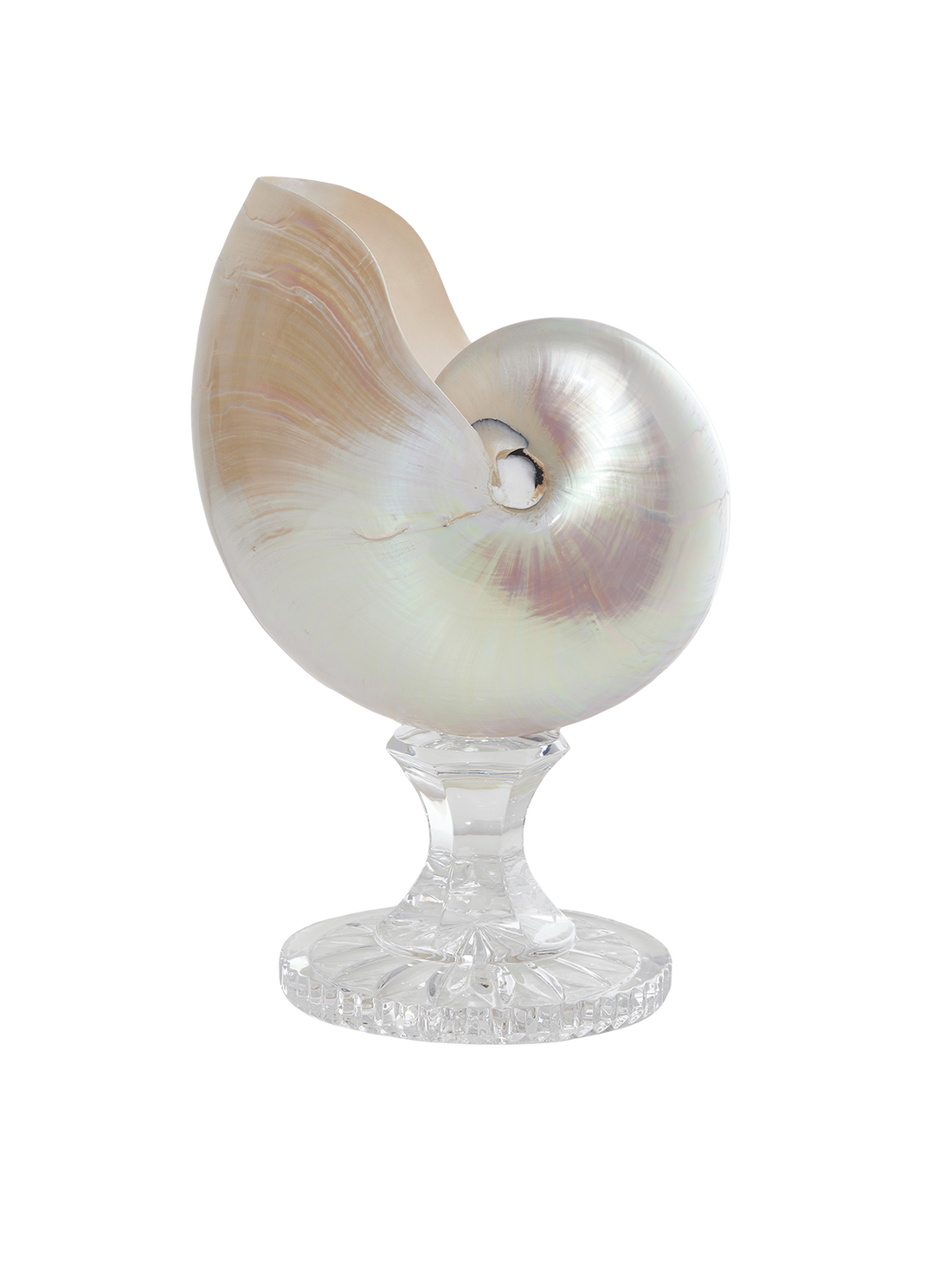 Nautilus vase