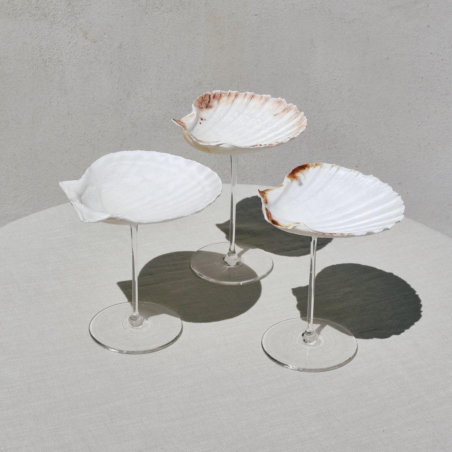 Ariel Scallop Glass