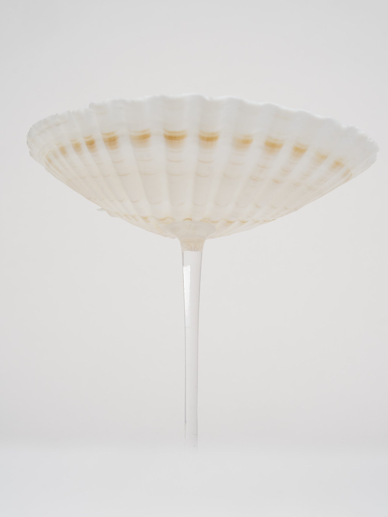 Ariel Scallop Glass