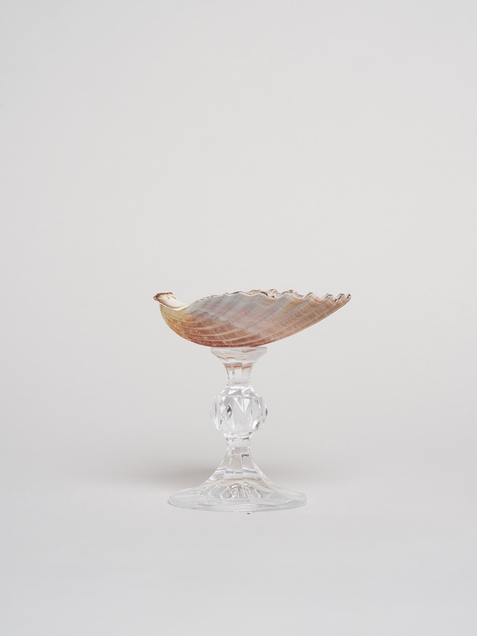 Ariel Scallop Glass