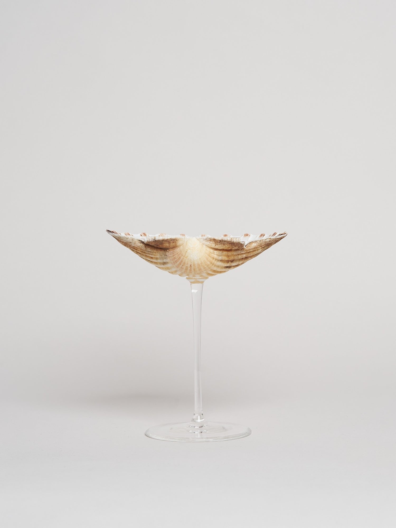 Ariel Scallop Glass