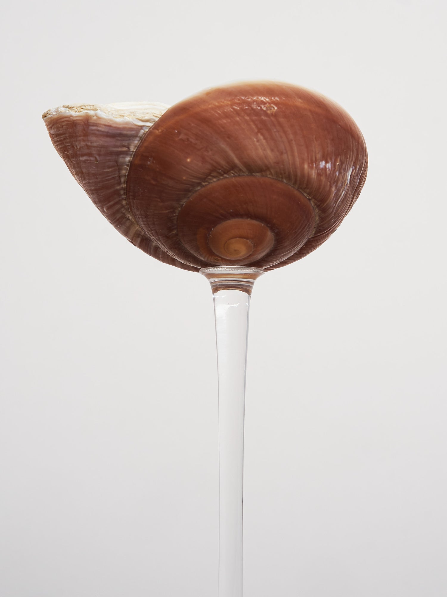 Ariel Snail glass