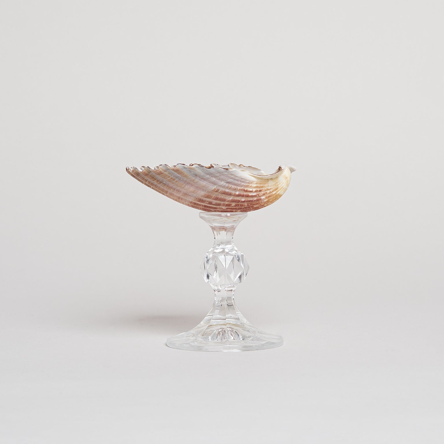 Ariel Scallop Glass