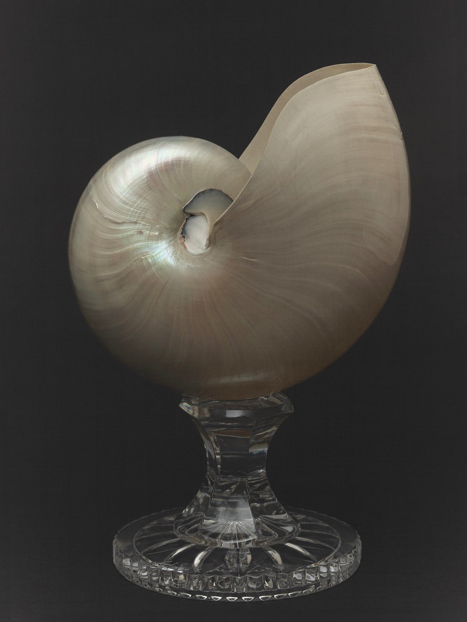 Nautilus vase