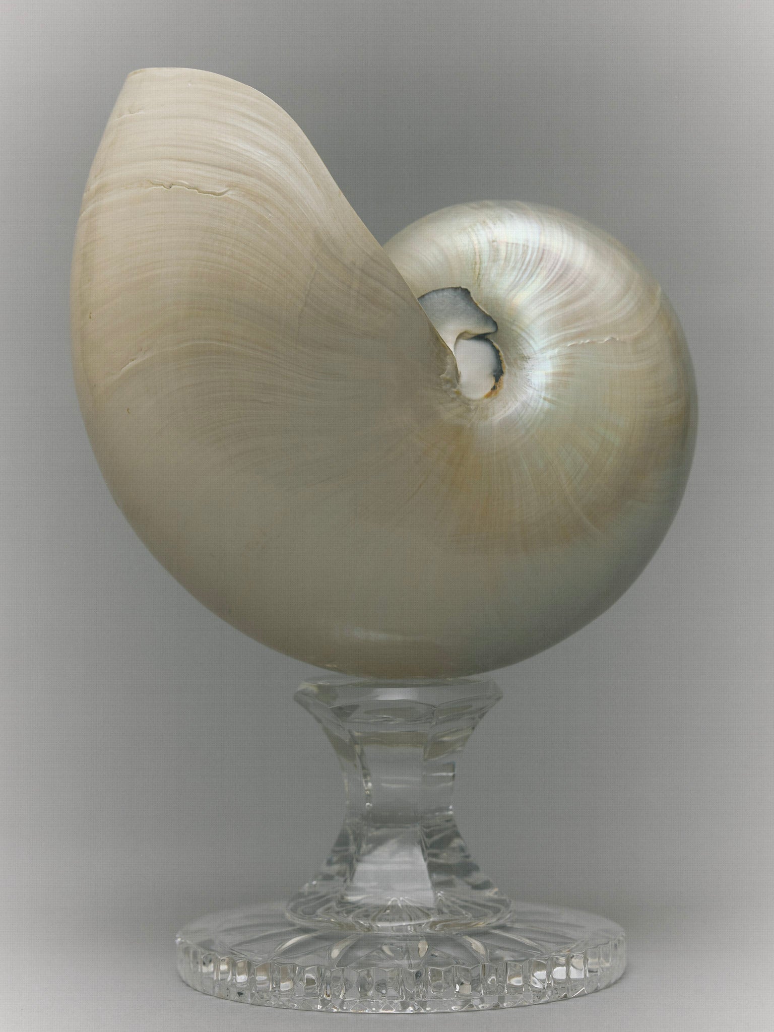 Nautilus vase